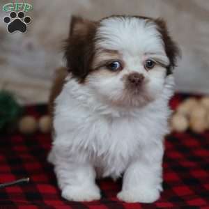 Jolly, Shih Tzu Puppy